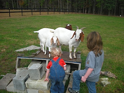 Goats on a ramp.