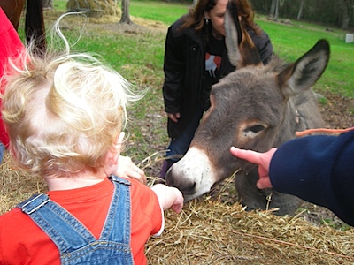 Emmerson feeding the donkey.